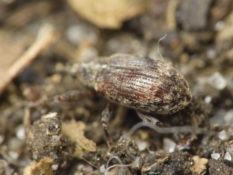 Anthonomus (Anthonomus) pomorum (Linnaeus, 1758)